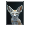Fennec Renard Fenneks Fennek