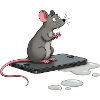 Rat on iPhone