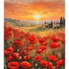 Poppies Landscape Tuscany Flowers Nature