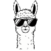 Alpaca llama alpacas animal