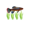 Killifish Quarium Fish