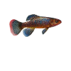 Killifish Quarium Fish