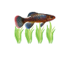 Killifish Quarium Fish