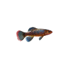 Killifish Quarium Fish