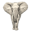 Éléphant