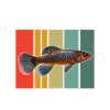 Killifish Quarium Fish