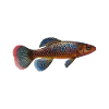 Killifish Quarium Fish