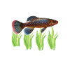 Killifish Quarium Fish