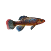 Killifish Quarium Fish