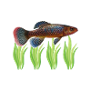 Killifish Quarium Fish