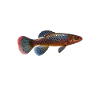 Killifish Quarium Fish