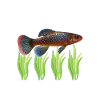 Killifish Quarium Fish