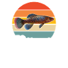 Killifish Quarium Fish