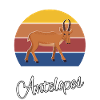 Saiga Antelope Saiga Antilope