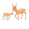 Saiga Antelope