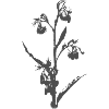 Flower - Paper Cut - Silhouette DECO