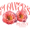 Peony Peonies Peonies Paeonia