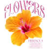 Hibiscus Fleur d’hibiscus Fleurs