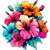 Fleurs d’hibiscus