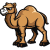 camel
