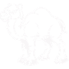 camel