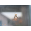 Spinne
