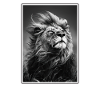 Lion Löwen Löwe