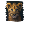 Lion Löwen Löwe
