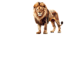 Lion Löwen Löwe