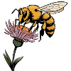 Bee