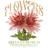 Chrysanthemum Chrysanthemums