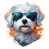 Maltese with sunglasses