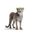 Cheetah - Gepard