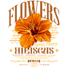 Fleur d’hibiscus Fleur d’hibiscus