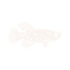 Killifish Quarium Fish