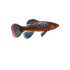 Killifish Quarium Fish