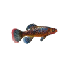 Killifish Quarium Fish