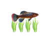 Killifish Quarium Fish