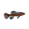 Killifish Quarium Fish