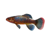 Killifish Quarium Fish