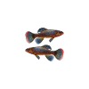 Killifish Quarium Fish