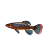 Killifish Quarium Fish