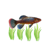 Killifish Quarium Fish