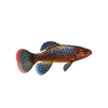 Killifish Quarium Fish