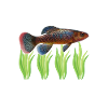 Killifish Quarium Fish