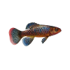 Killifish Quarium Fish
