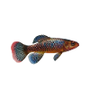 Killifish Quarium Fish