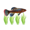 Killifish Quarium Fish