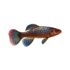 Killifish Quarium Fish