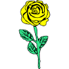 Yellow Rose